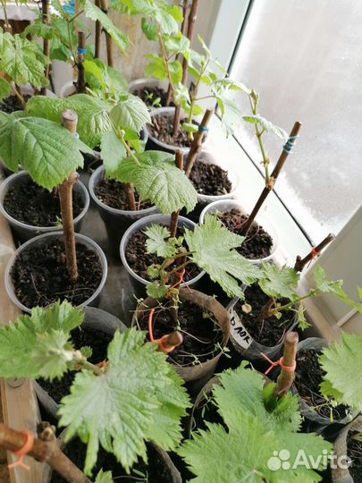 Виноград Саженцы винограда