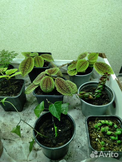 Гипоэстес, Пилея Мун Валей комнатные цветы