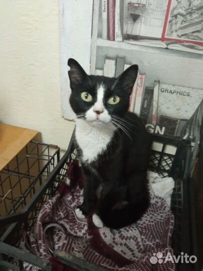 Кошка Милана ищет дом