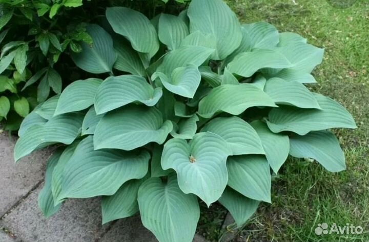 Хоста кросса регал