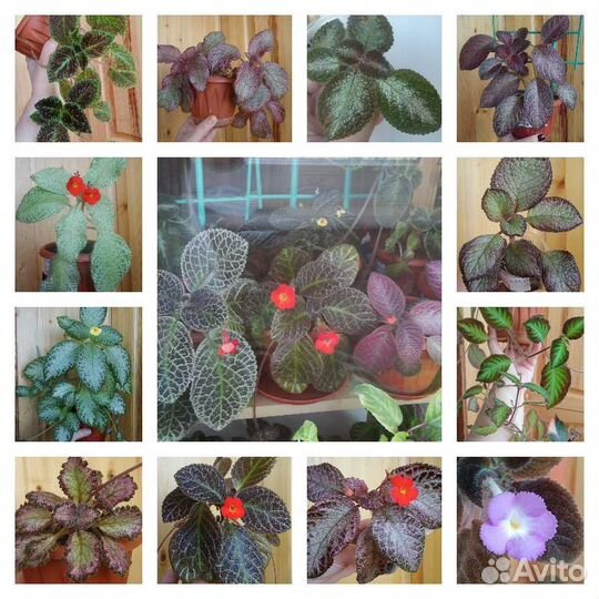 Эписции Сортовые