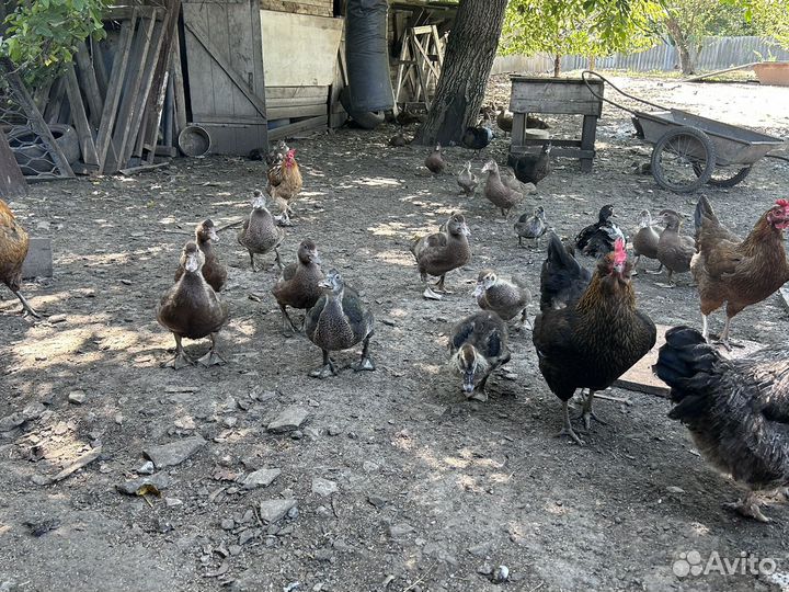 Мускусные утки