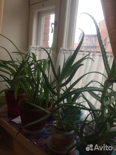 Алоэ лечебный