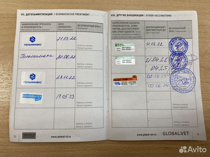 Шотландский кот вязка