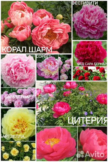 Пионы популярные сорта