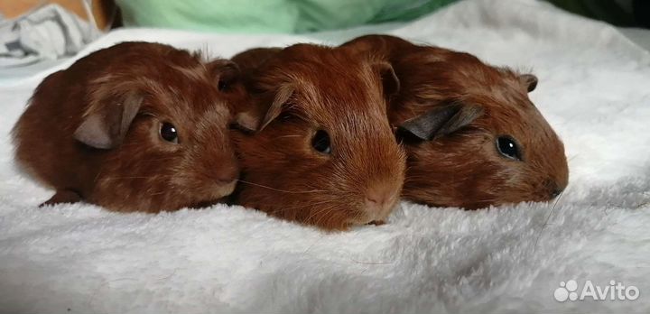 Морские свинки английский селф золото