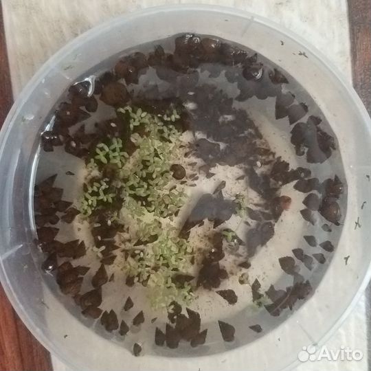 Улитки аквариумные отдам