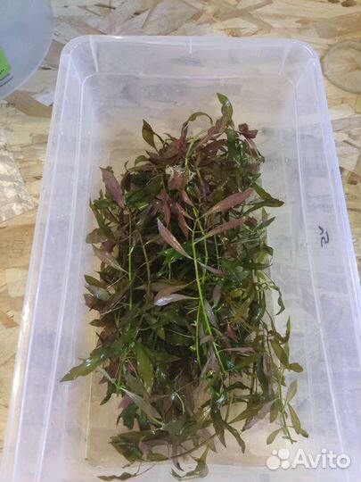 Аквариумные растения