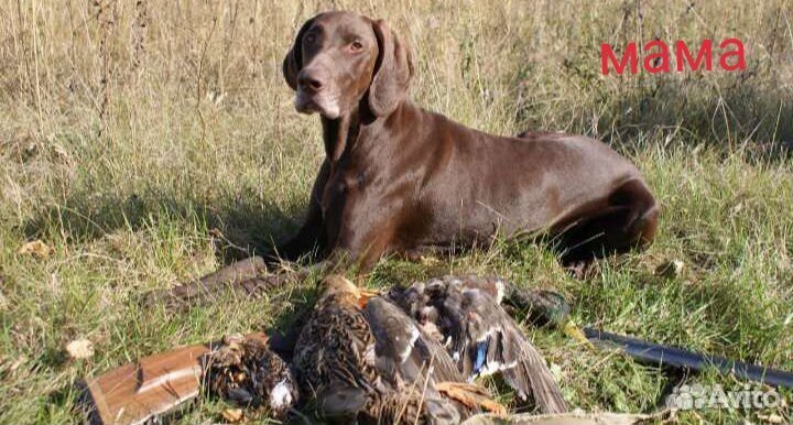 Щенок курцхаара