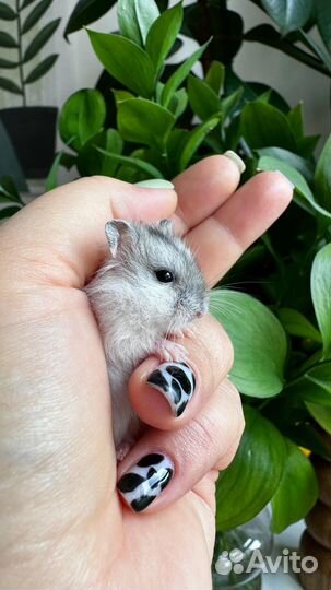 Джунгарские хомяки 3 недели