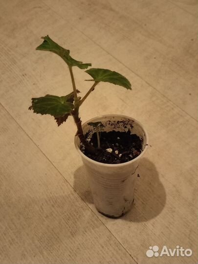 Бегония ампельная