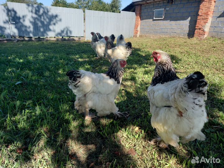 Брама светлая колумбийская