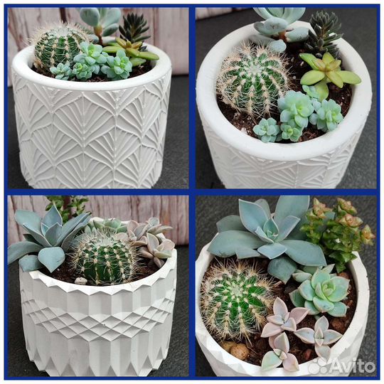 Суккуленты