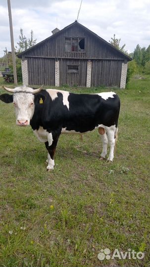 С/х животные коровы