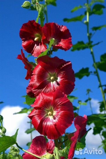 Мальва (семена)