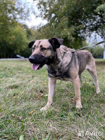 Пёс Кайзер ищет семью