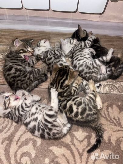 Бенгальские котята