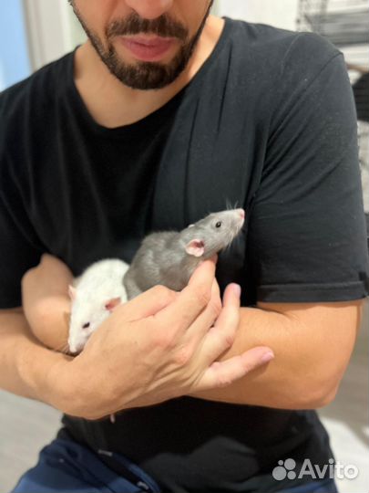 Крысы бесплатно