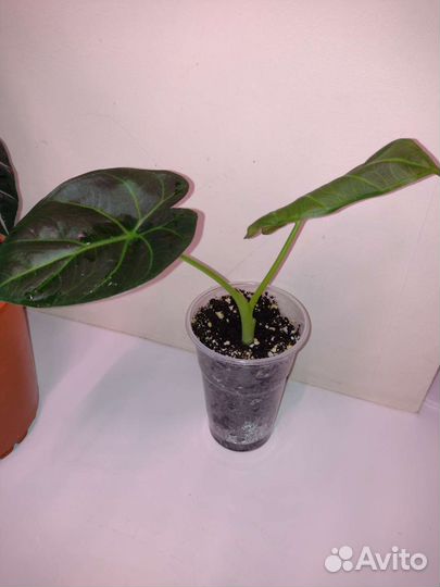 Алоказия регал шилдс