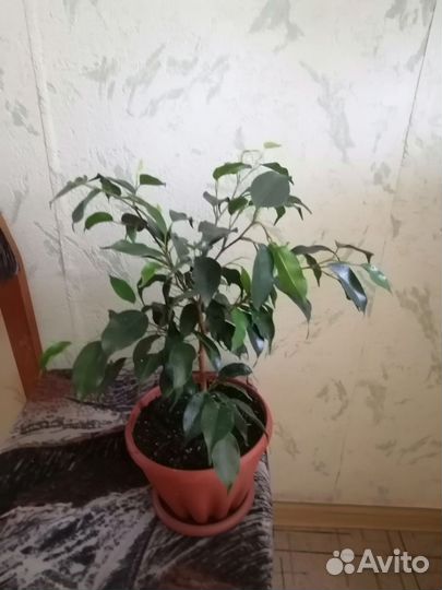 Фикус бенджамина