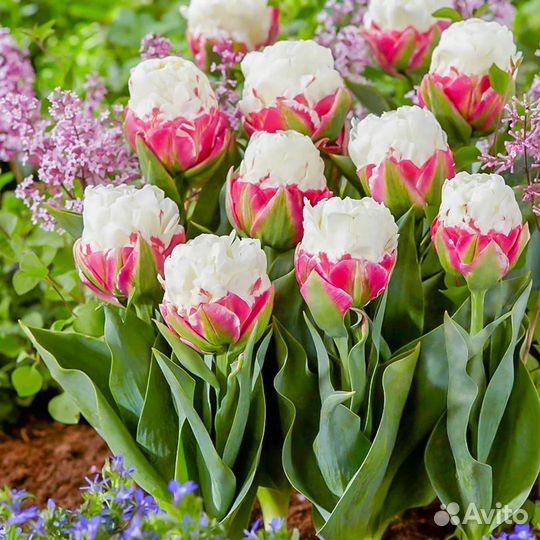 Тюльпан Айс Крим