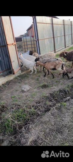 Бараны на мясо