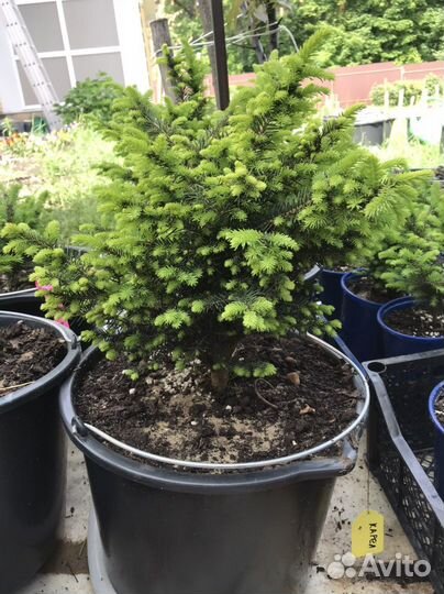 Ель канадская Рэйнбоуз Энд