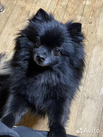 Малый немецкий шпиц