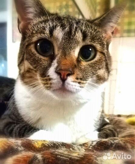 Славица ищет дом