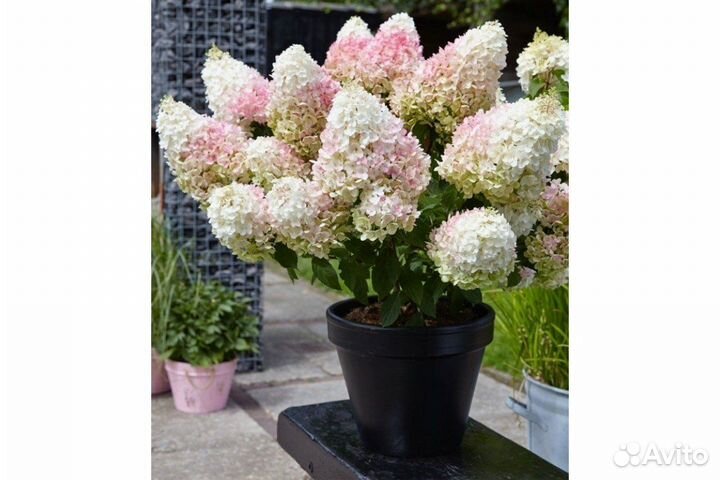 Карликовые гортензии