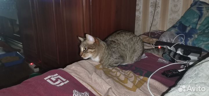 Кошкв бесплатно