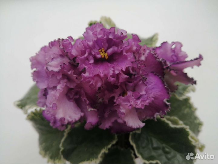 Сортовые фиалки