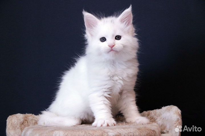 Мейн кун белый солид котик