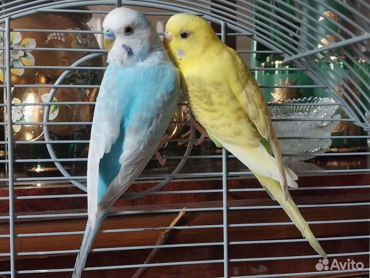 Волнистый попугай пара