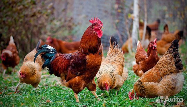 Московская черная,Кучинская Юбилейная цыплята,яйцо