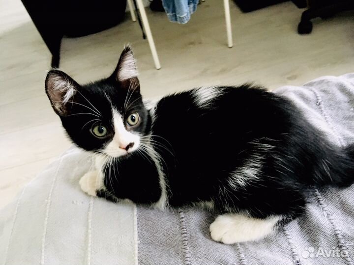 Кошечка 4 месяца