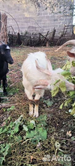 Козел и козочка январские от двух молочных коз