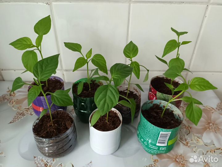 Перец чили комнатный