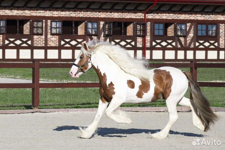 Тинкер,жеребец