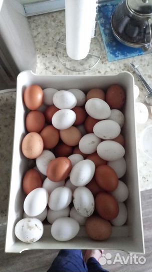Домашние куриные яйца