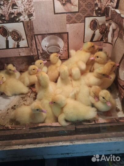 Утята индоутки