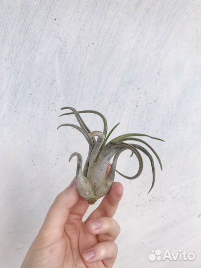 Тилландсия Голова медузы