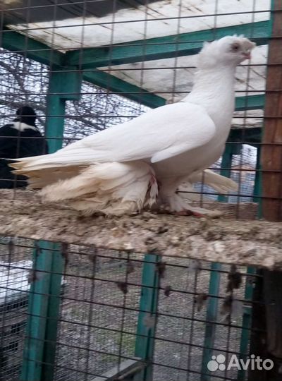 Голуби узбеки