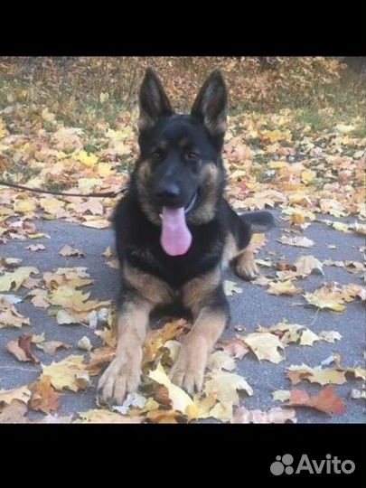 Кобель немецкой овчарки для случки