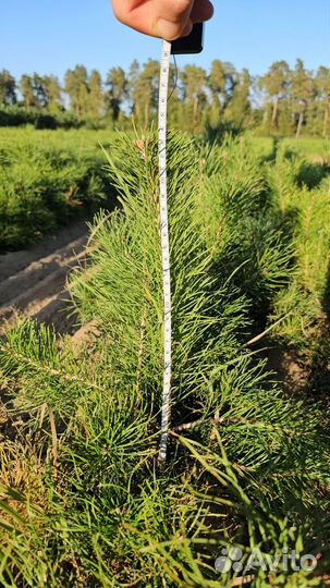 Саженцы сосны и ели окс оптом