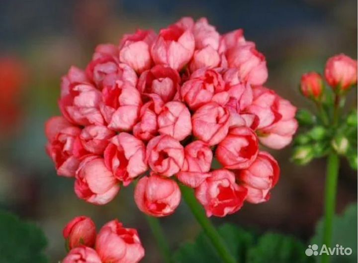 Герань пеларгония тюльпановидная