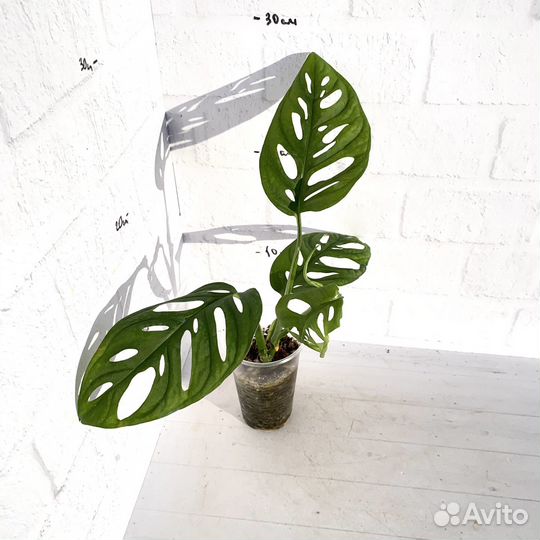 Монстера манки маск