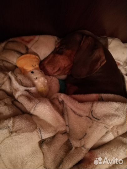 Домашняя передержка собак