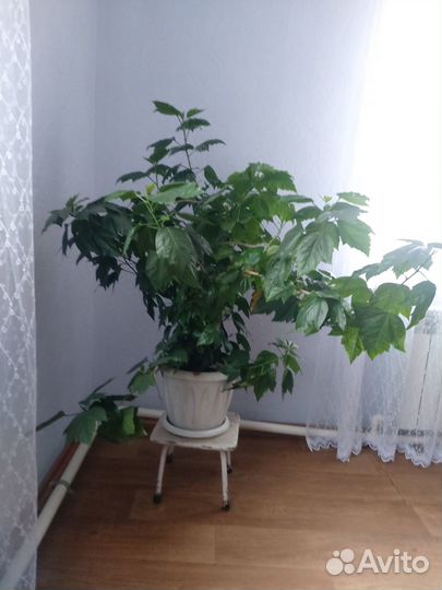 Продаю комнатные цветы