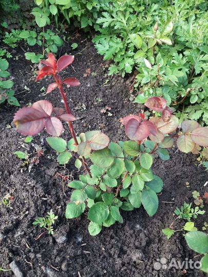 Кустовые розы саженцы